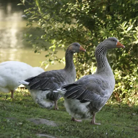 Caravaning Les Tourterelles Rang-du-Fliers